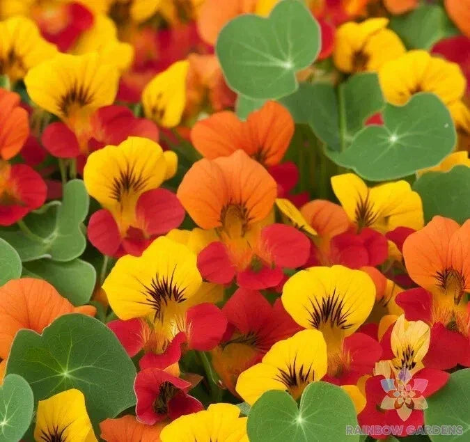 Dwarf Nasturtium Seeds - Tom Thumb Mix - Tropaeolum majus - Compact Annual for Garden & Containers