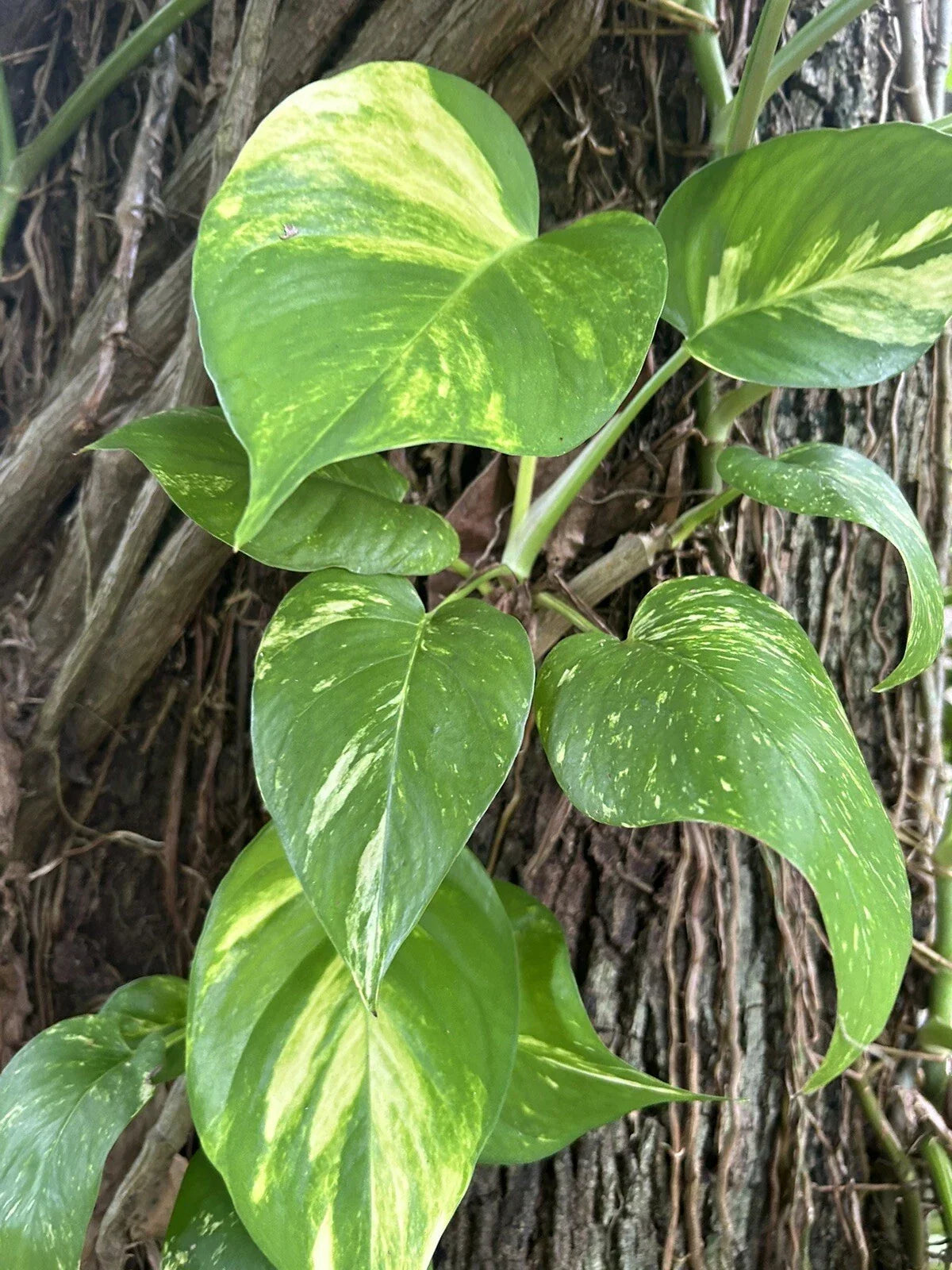 Large Bare Root Climbing Pothos Cuttings 12-15" - Epipremnum aureum with Multiple Leaves