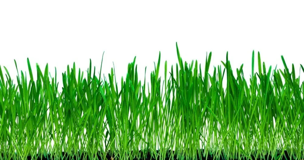 No-Till Winter Rye Cover Crop Seeds 10 Lbs Non-GMO Secale cereale for Soil Health & Wildlife Attracting