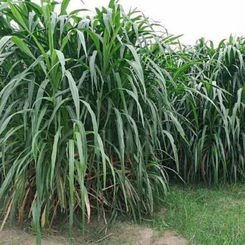 Elephant Grass Seeds - 30 Seeds - Tallest Grass in the World - Pennisetum purpureum - Tropical Ornamental Plant