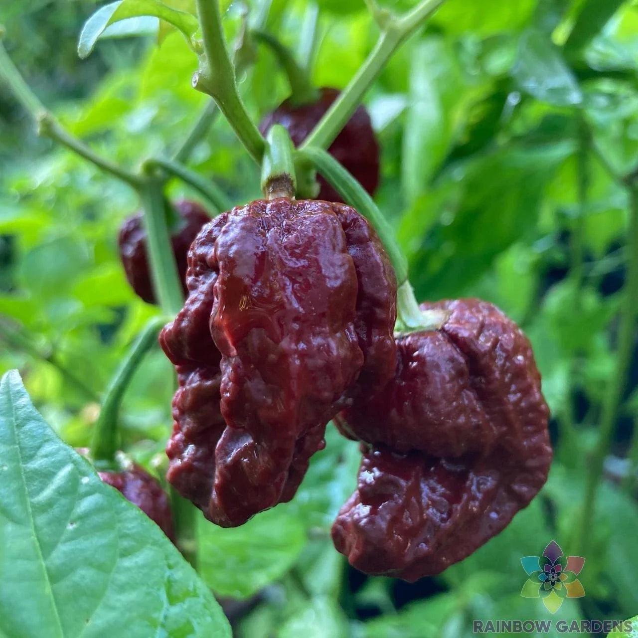 7 Pot Douglah Hot Pepper Seeds – Capsicum chinense – Spicy Garden Seeds for Salsas & Hot Sauces – USA Grown, 25+ Premium Seeds