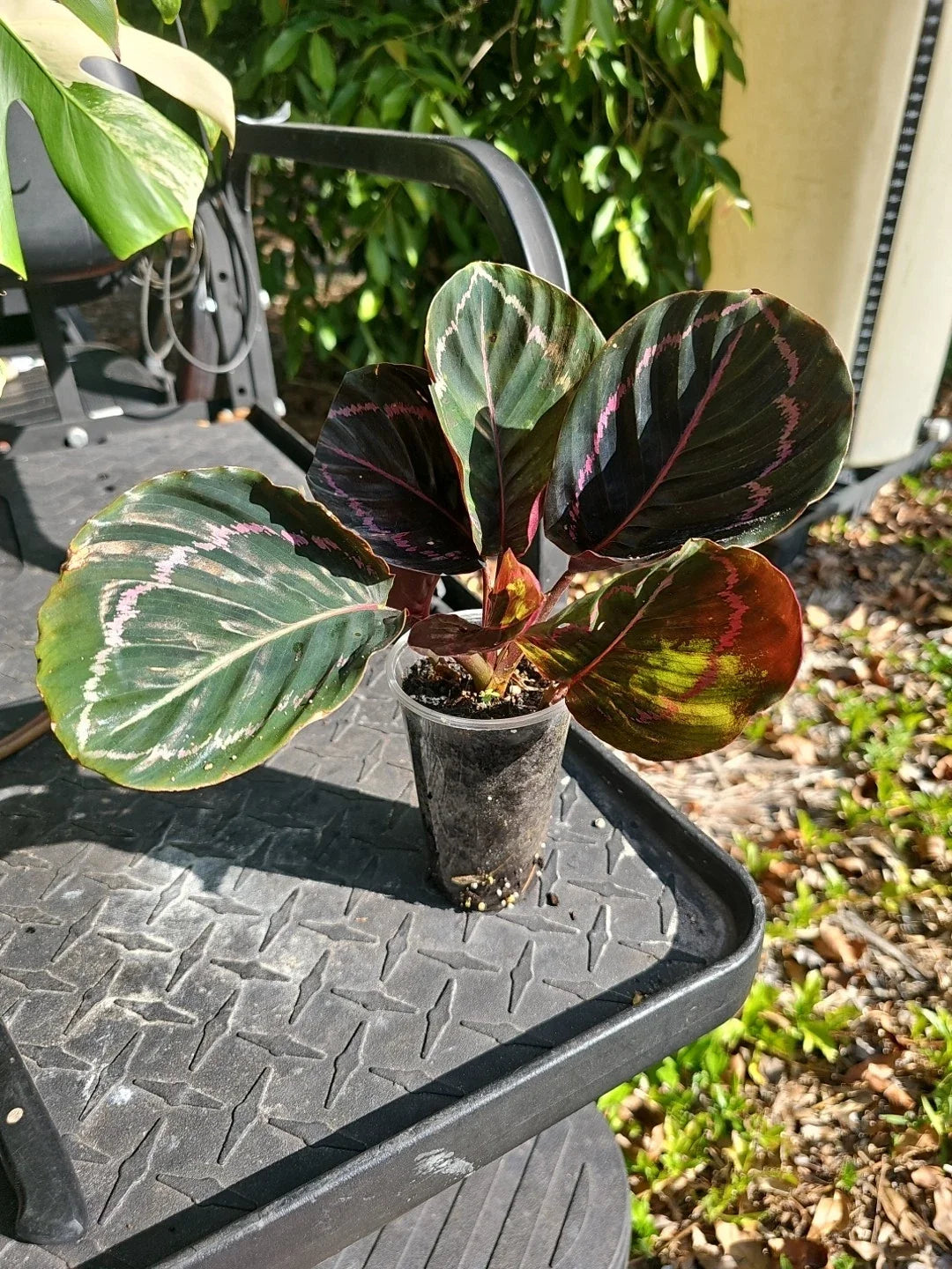 Calathea Roseopicta Dottie Plant, 3-Inch Indoor Houseplant, Goeppertia 'Black Rose' with Pink and White Foliage