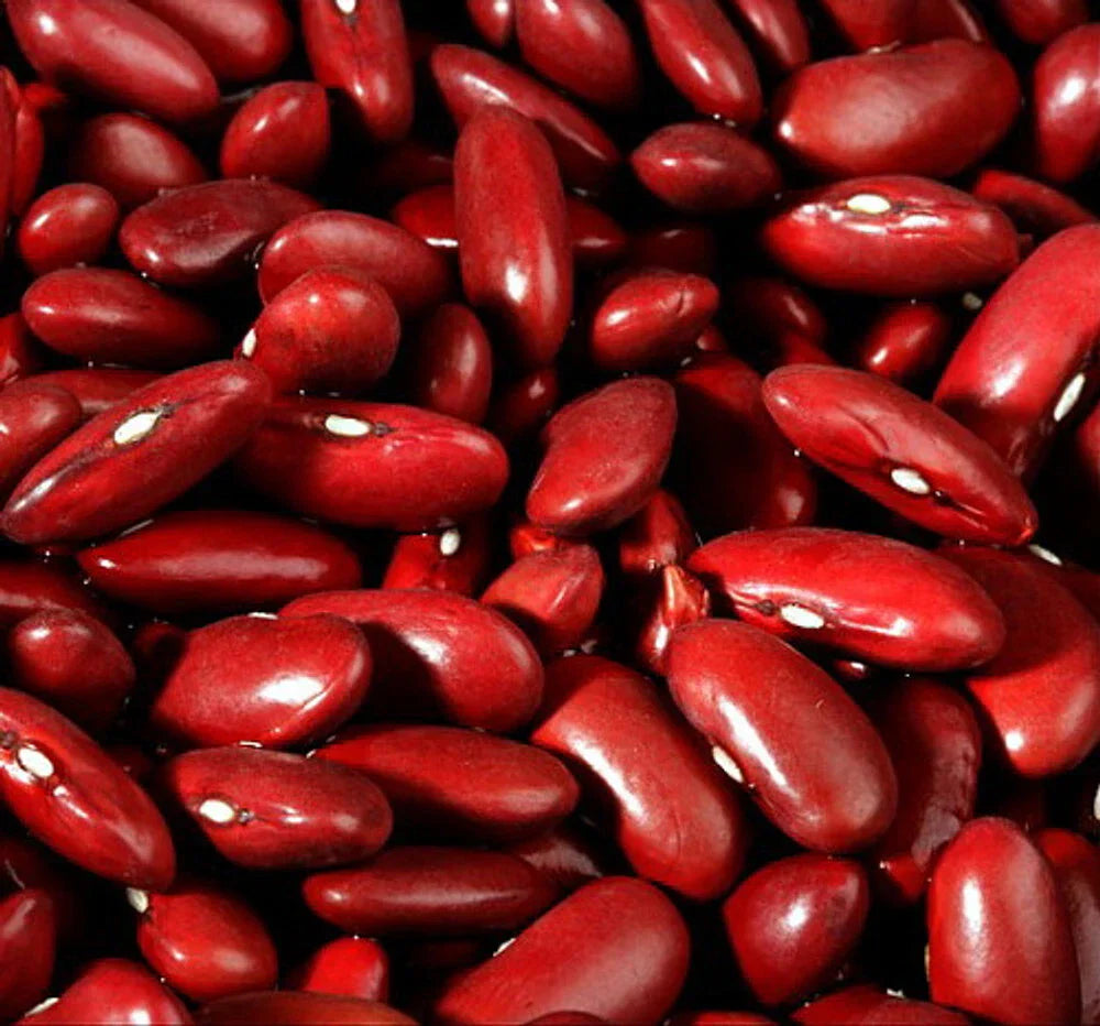 Dark Red Kidney Bush Bean Seeds Non-GMO Phaseolus vulgaris for Baked Beans and Chili