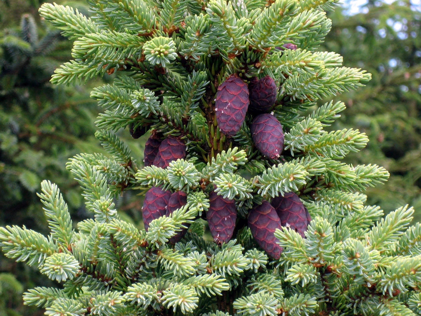 Black Spruce Tree Seeds, 50 Pack, Picea mariana, Evergreen Conifer for Reforestation & Landscaping