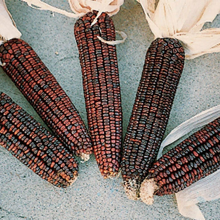 Ornamental Corn Seeds - Bloody Butcher Variety - Zea mays - Deep Red Kernels, Fresh, Non-GMO, Decorative Garden Plant