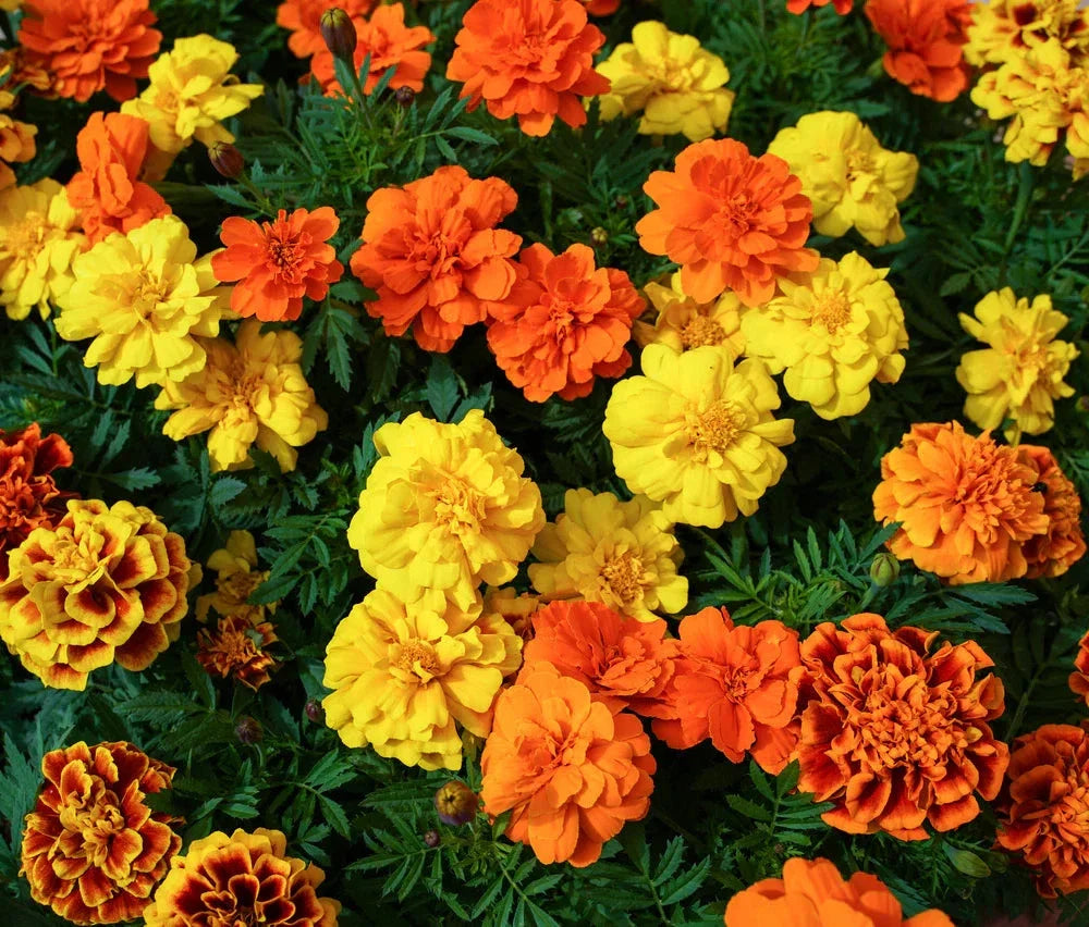 French Marigold Seeds - Sparky Mix, Tagetes patula, Vibrant Orange & Yellow Blooms, Full Sun, Pack of 100 Seeds