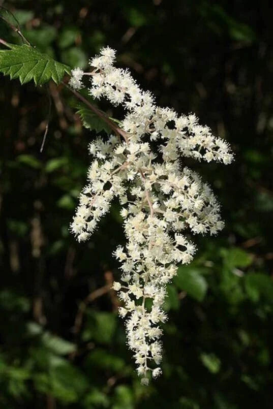 Ocean Spray Bush Seeds 50 Pack - Cream Bush (Holodiscus discolor) Native Garden Seeds for Landscaping