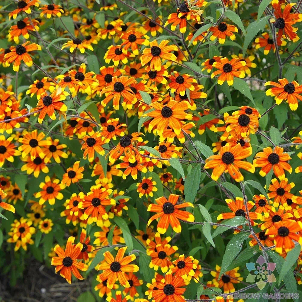 Prairie Glow Rudbeckia Seeds - 200+ Pack, Rudbeckia hirta, Bright Yellow Flowers, Perennial Garden Seeds, Attracts Pollinators