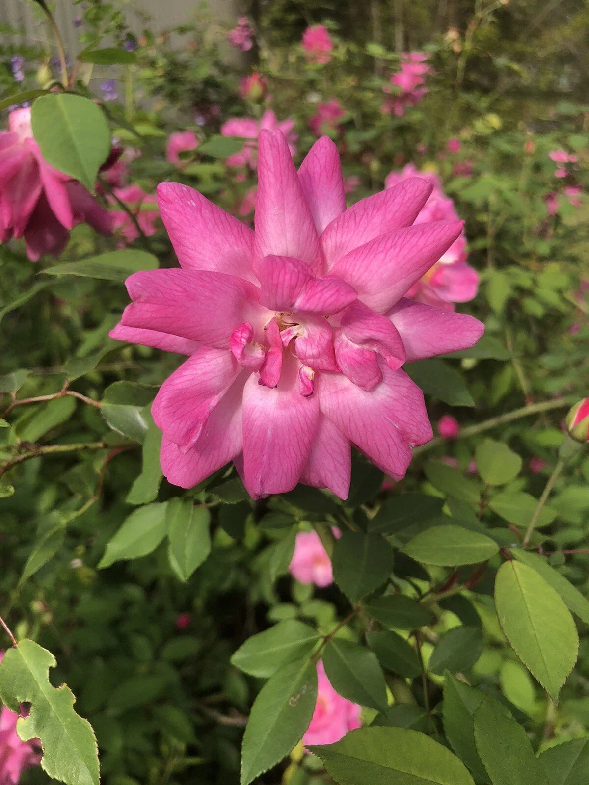 10 Inch Old Blush Rose Cuttings - Antique Heirloom Climbing Roses for Garden Propagation