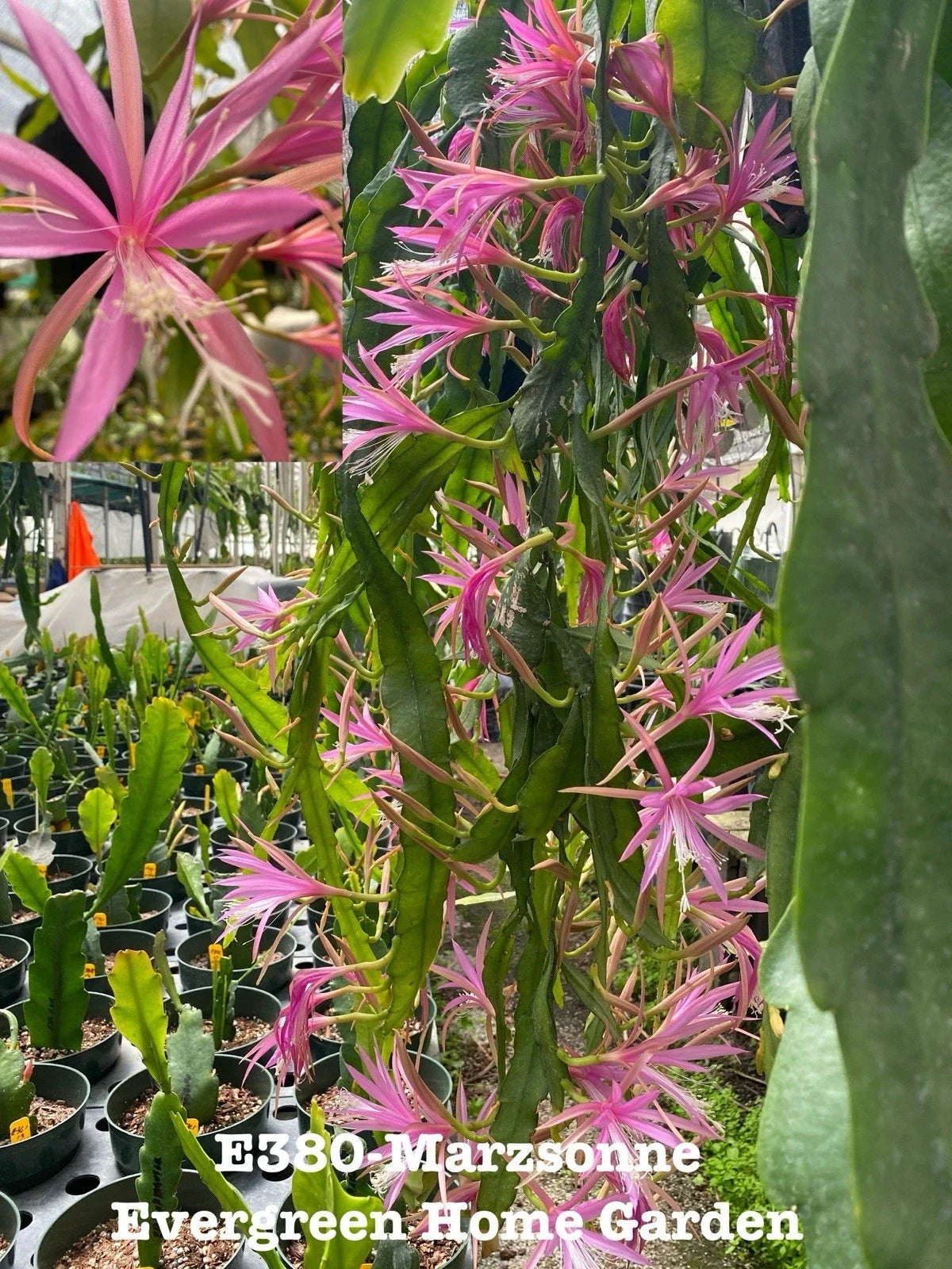 Epiphyllum Orchid Cactus Marzsonne Rooted Plant in 4" Pot | Indoor Houseplant | Low Maintenance Cactus | Epiphyllum spp.