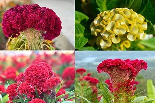Cockscomb Seeds Mixed Colors - Vibrant Garden Flower Seeds for Borders & Cut Flowers - Celosia argentea, USA Made