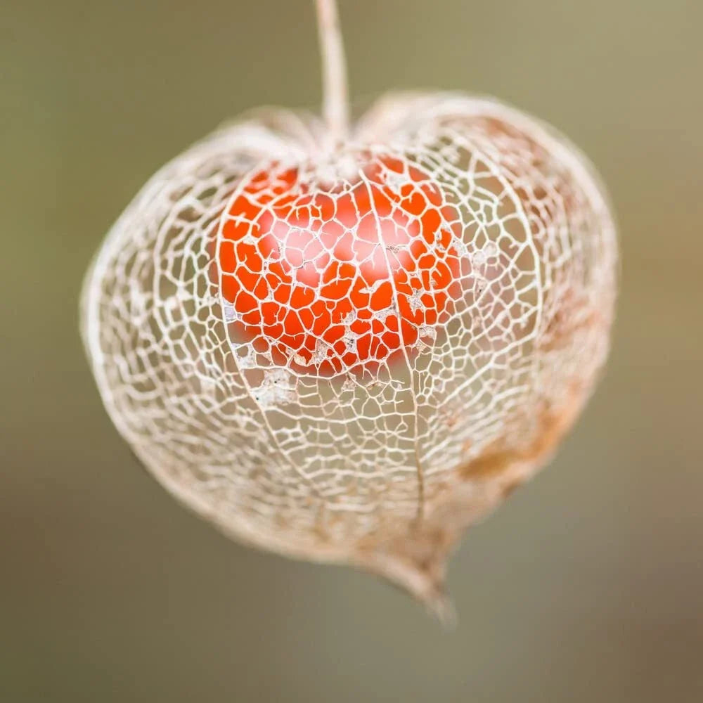 Chinese Lantern Seeds – Bright Orange Blooms, Physalis alkekengi, Perennial Plant, 100+ Seeds