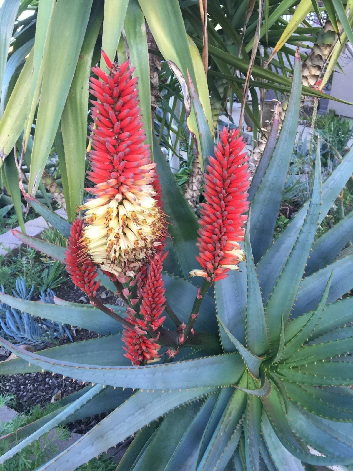 Aloe 'Tangerine' Raw Cuttings - Succulent Plant for 1g Pot, Easy Care & Propagation