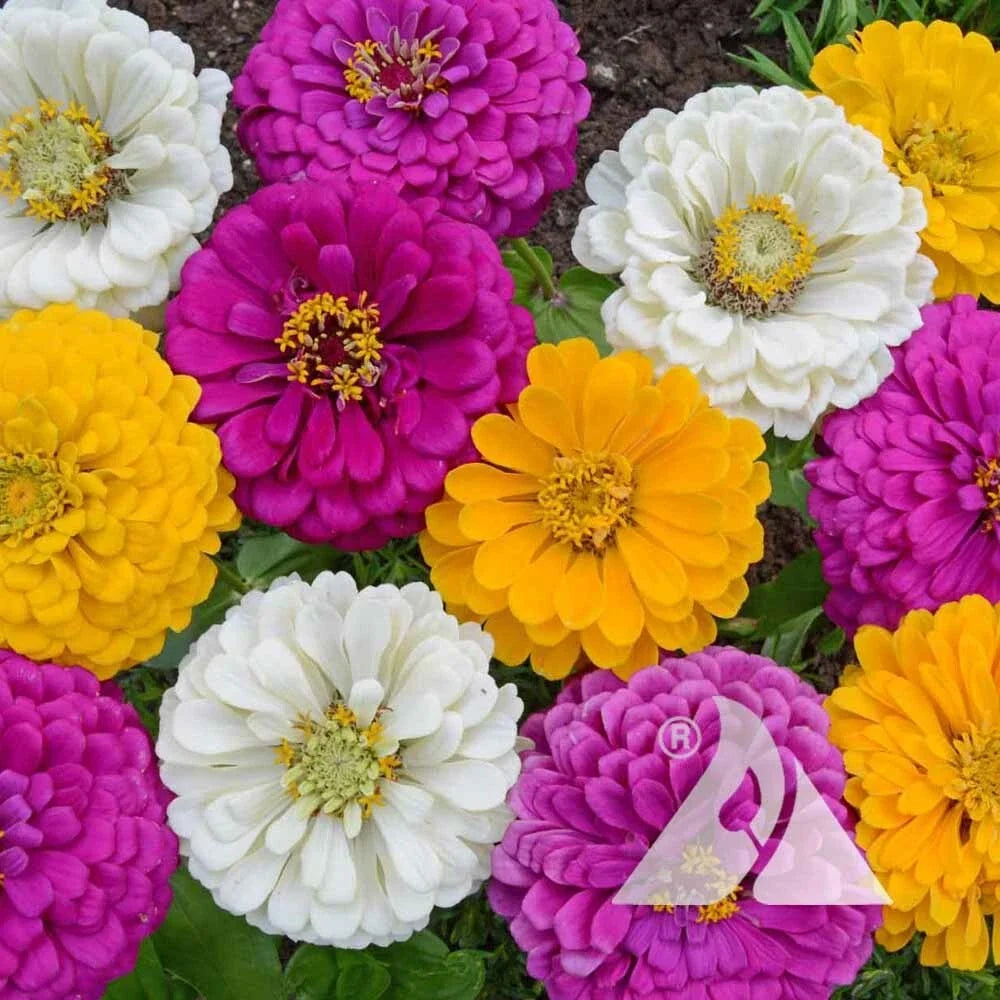 Zinnia Seeds - Mardi Gras Mix - Non-GMO Flower Seeds for Pollinators & Butterflies - Zinnia elegans - 200 Pack
