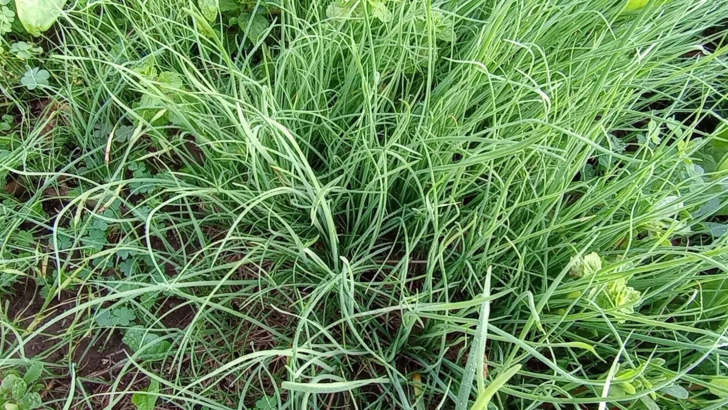 Garlic Chives Live Plant – Perennial Herb in Pots – Allium tuberosum – Culinary, Hardy, Easy to Grow