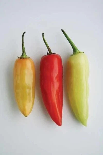 Santa Fe Grande Pepper Seeds - Heirloom Non-GMO Hot Pepper Seeds for Garden, Salsas, and Cooking - Capsicum annuum