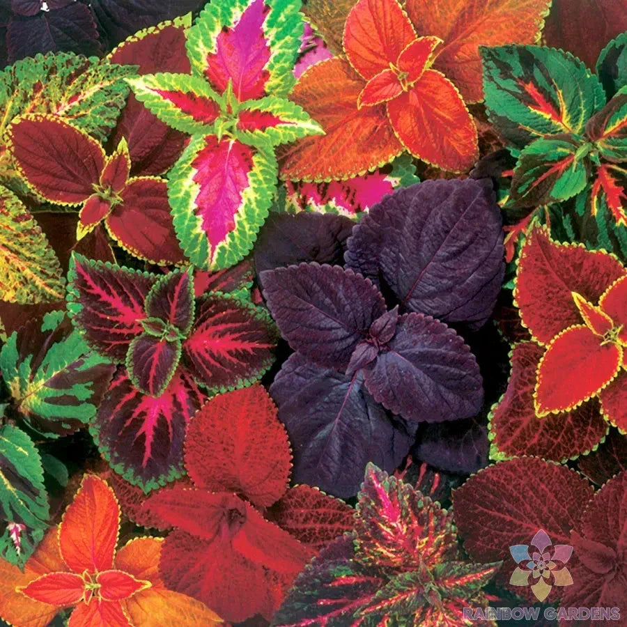 Giant Exhibition Mix Coleus Seeds - 25+ Colorful Foliage Seeds for Garden Containers & Borders