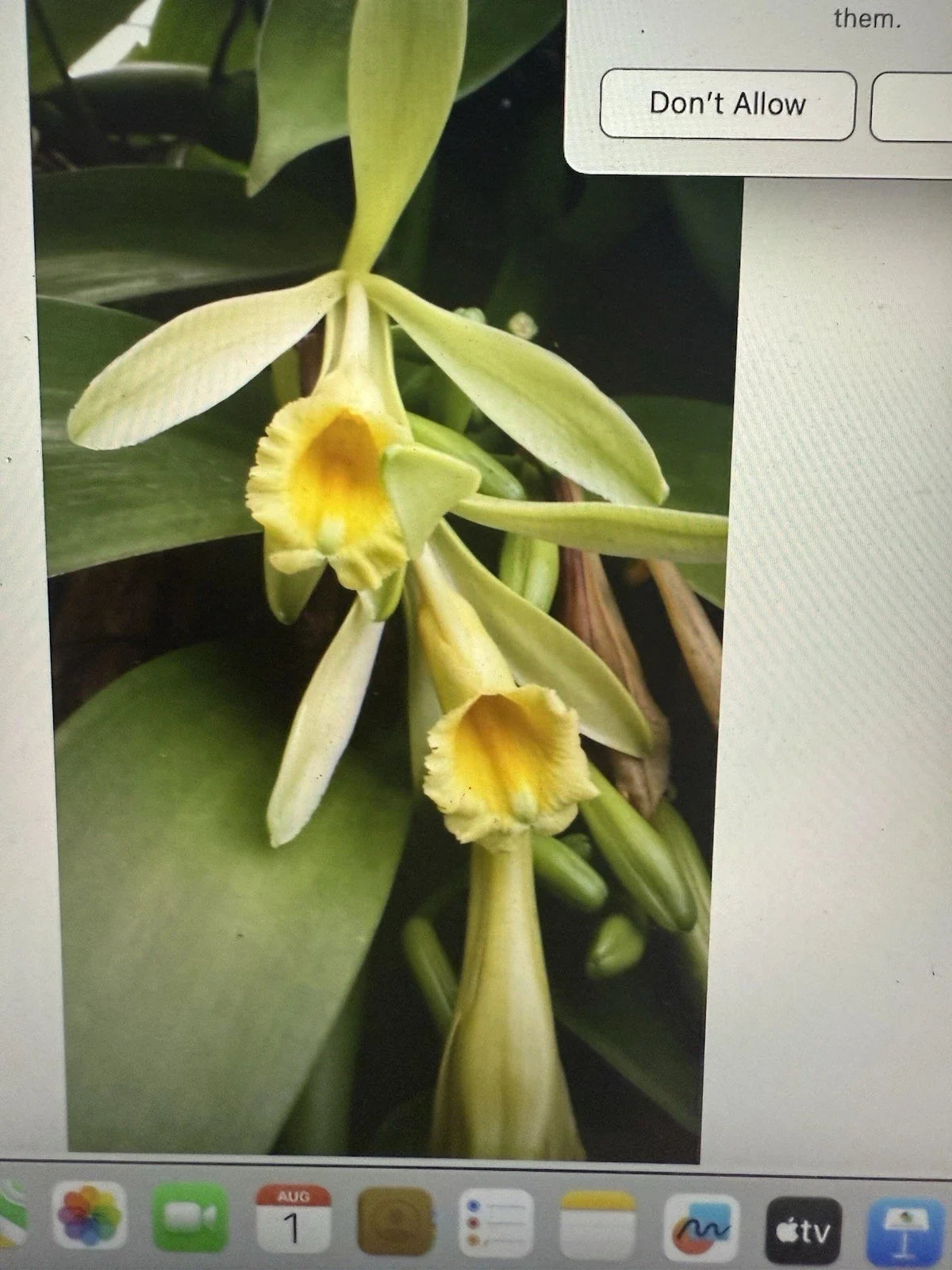 Vanilla Orchid Plant Cutting - 6 Inch Stem - Vanilla planifolia Vine - Fragrant Orchid for Indoor & Outdoor Gardening