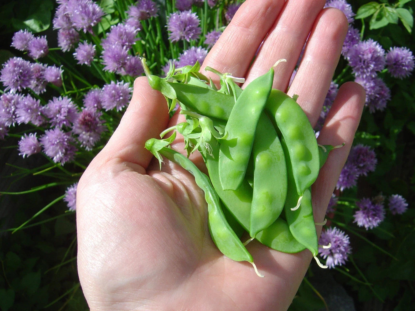 Sugar Snow Pea Seeds - Dwarf Bush Variety, Tender & Sweet, Pisum sativum, 50 Count Packet for Small Gardens