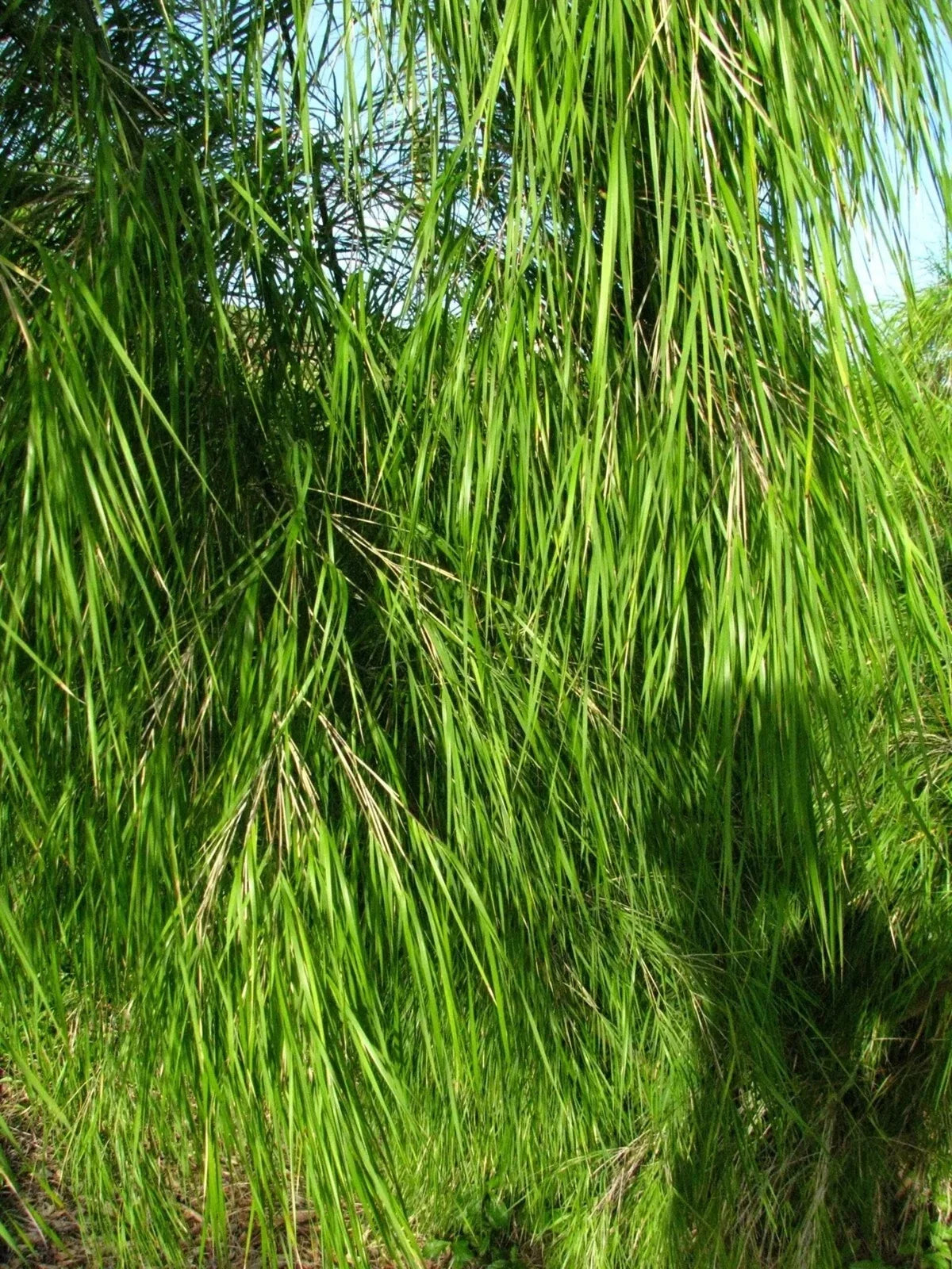 Mexican Weeping Bamboo Seeds - Perennial Ornamental Grass for Privacy - Otatea acuminata - 100 Seeds Pack