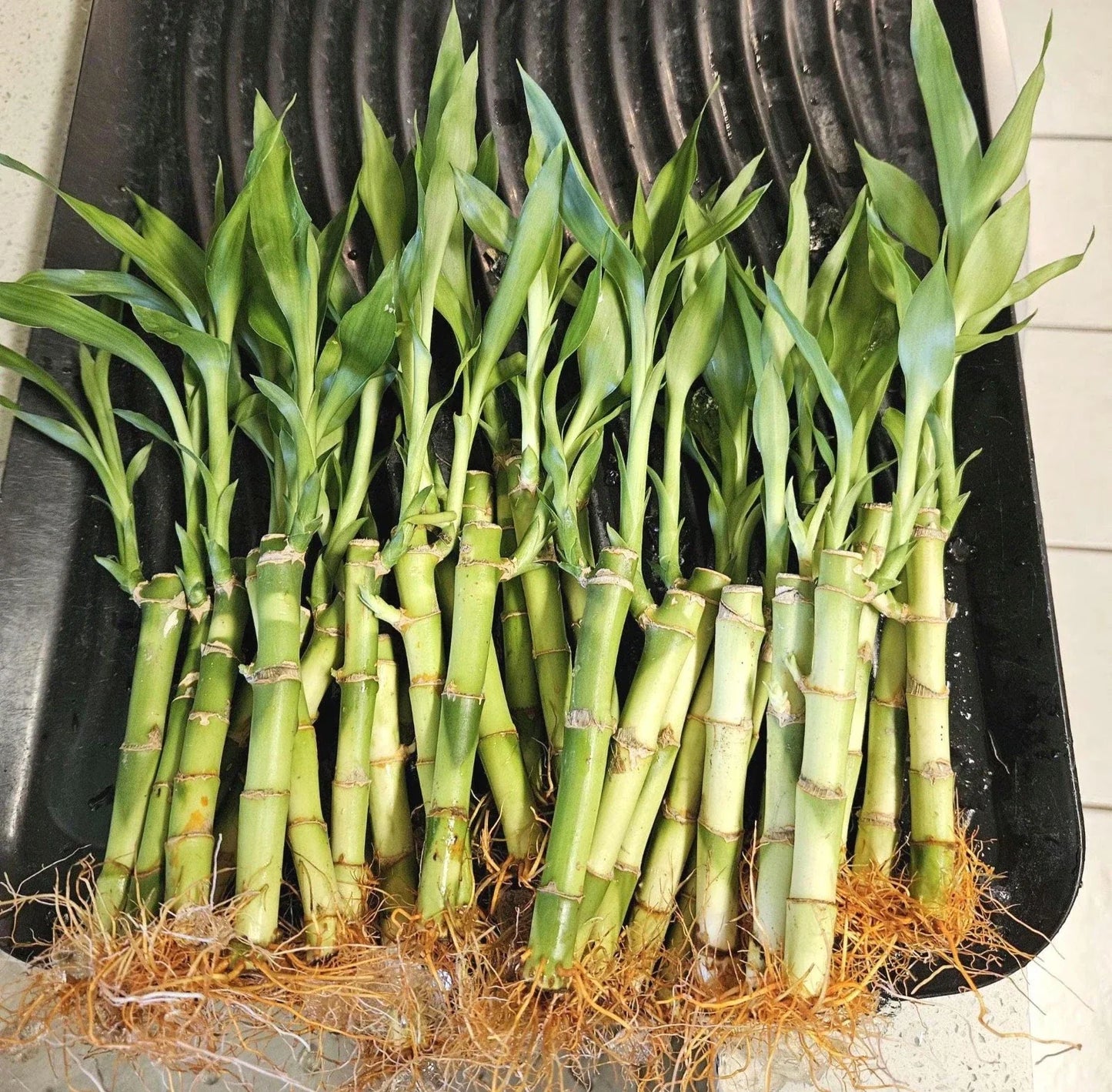 Lucky Bamboo Plants 6 Inches - Dracaena sanderiana Indoor Feng Shui Decor, Potted Perennial Houseplants