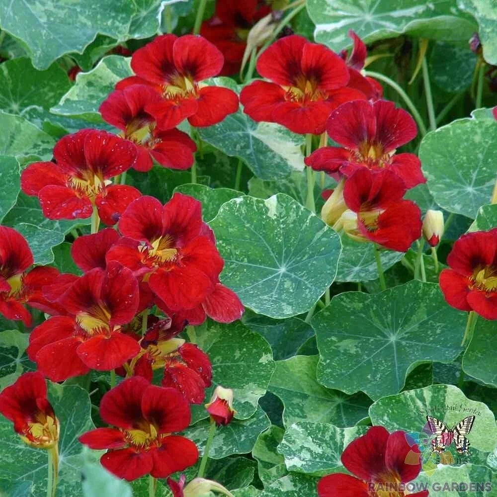 Troika Red Nasturtium Seeds - 50+ Pack, Edible Flowers, Bright Blooms, Tropaeolum majus, Annual Garden Planting