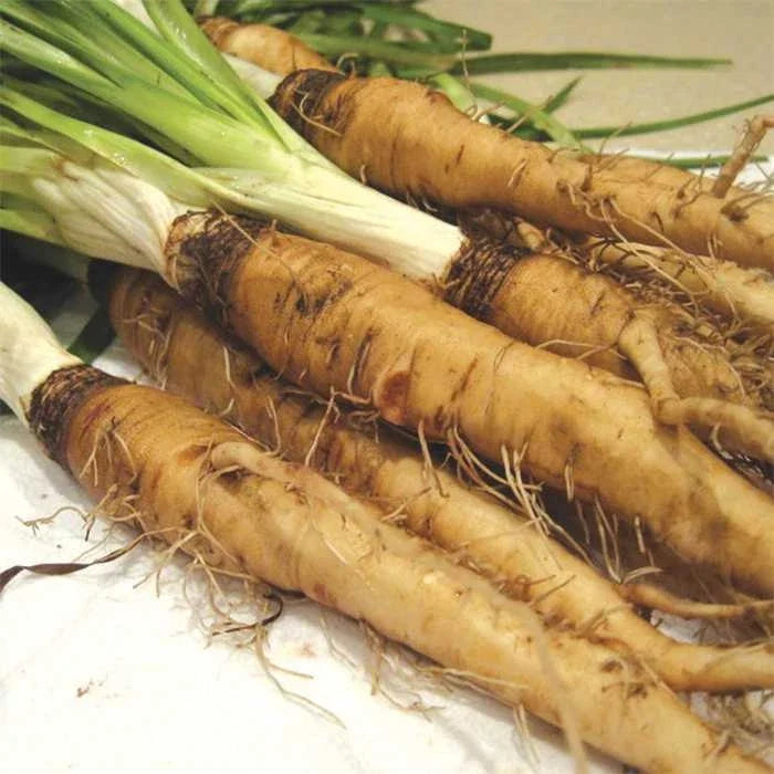 Salsify Seeds Mammoth Sandwich Island Variety Organic Tragopogon porrifolius Packet of 100 Seeds