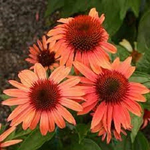Sunset Coneflower Seeds - Perennial Echinacea purpurea Flower Seeds for Garden, Butterfly Attractant, 50 Pack