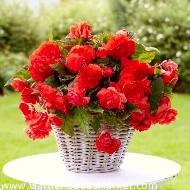Begonia Seeds 500 Count Hot Tip Red Begonia Glory Tuberhybrida Indoor Outdoor Plant Seeds