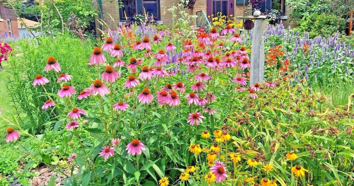 Native Wildflower Seed Mix - 2001+ Perennial Blend for Pollinators & Cut Flowers - 17 Varieties Seeds