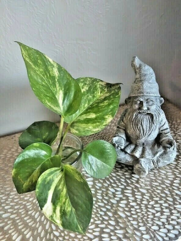 Live Rooted Pothos Cuttings (6) - Green Trailing Houseplant - Epipremnum aureum, Indoor Air Purifier, Easy Care, Hanging Basket