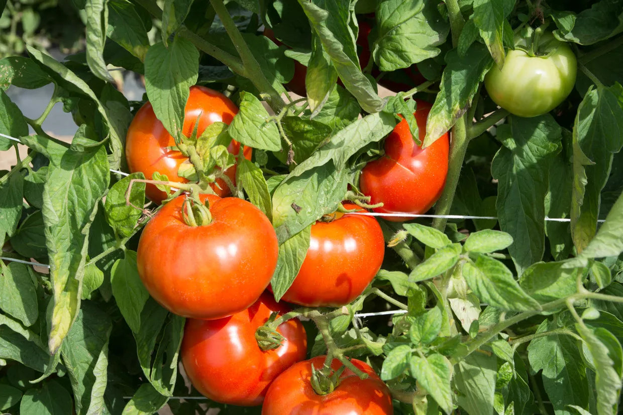 Rutgers Tomato Seeds - 30 Non-GMO Jersey Variety Seeds