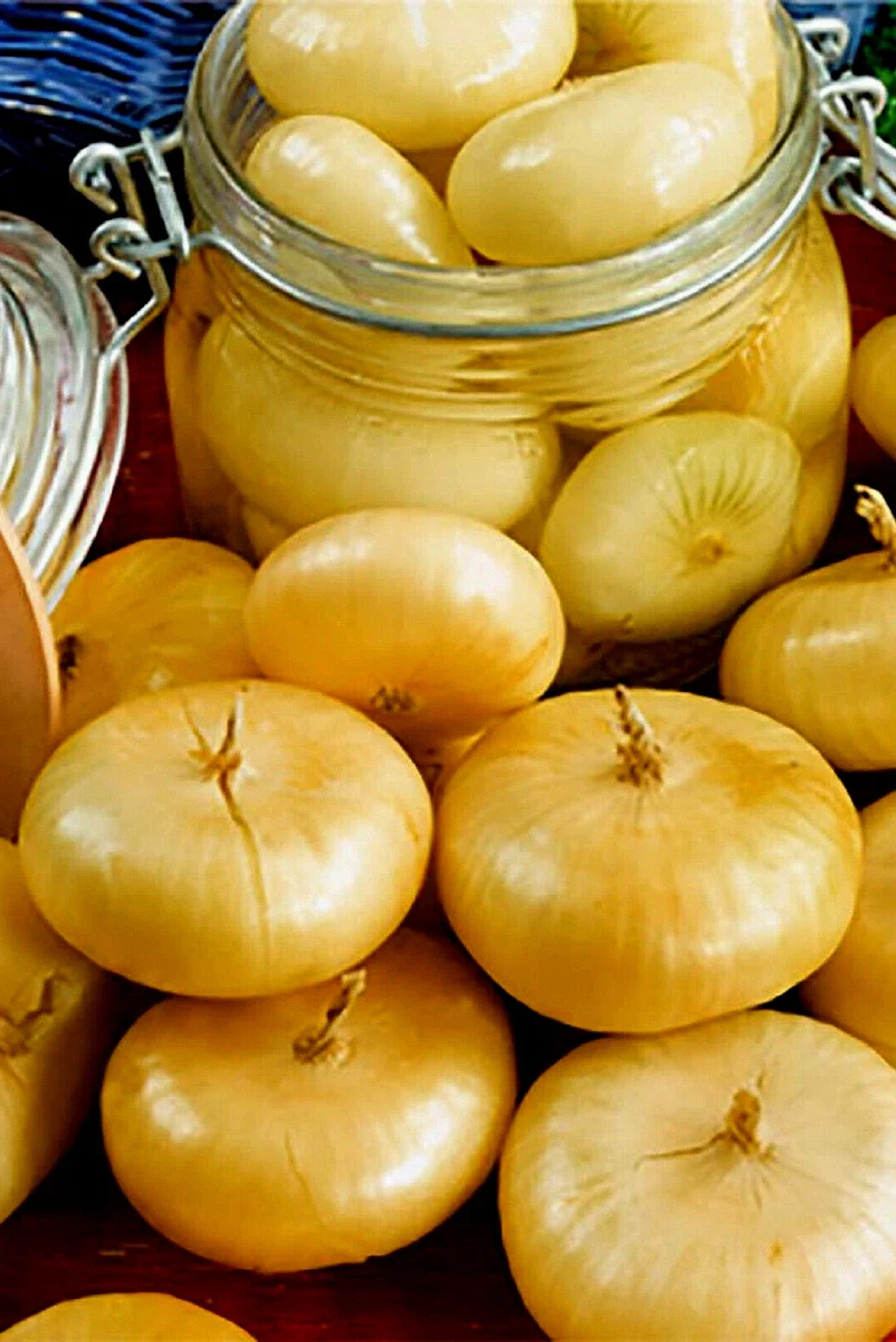 Cipollini Yellow Onion Seeds - Non-GMO Allium cepa for Home Garden Planting - 200+ Seeds