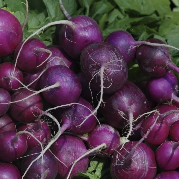 Purple Plum Radish Seeds NON-GMO Heirloom Fast Growing Garden Seeds