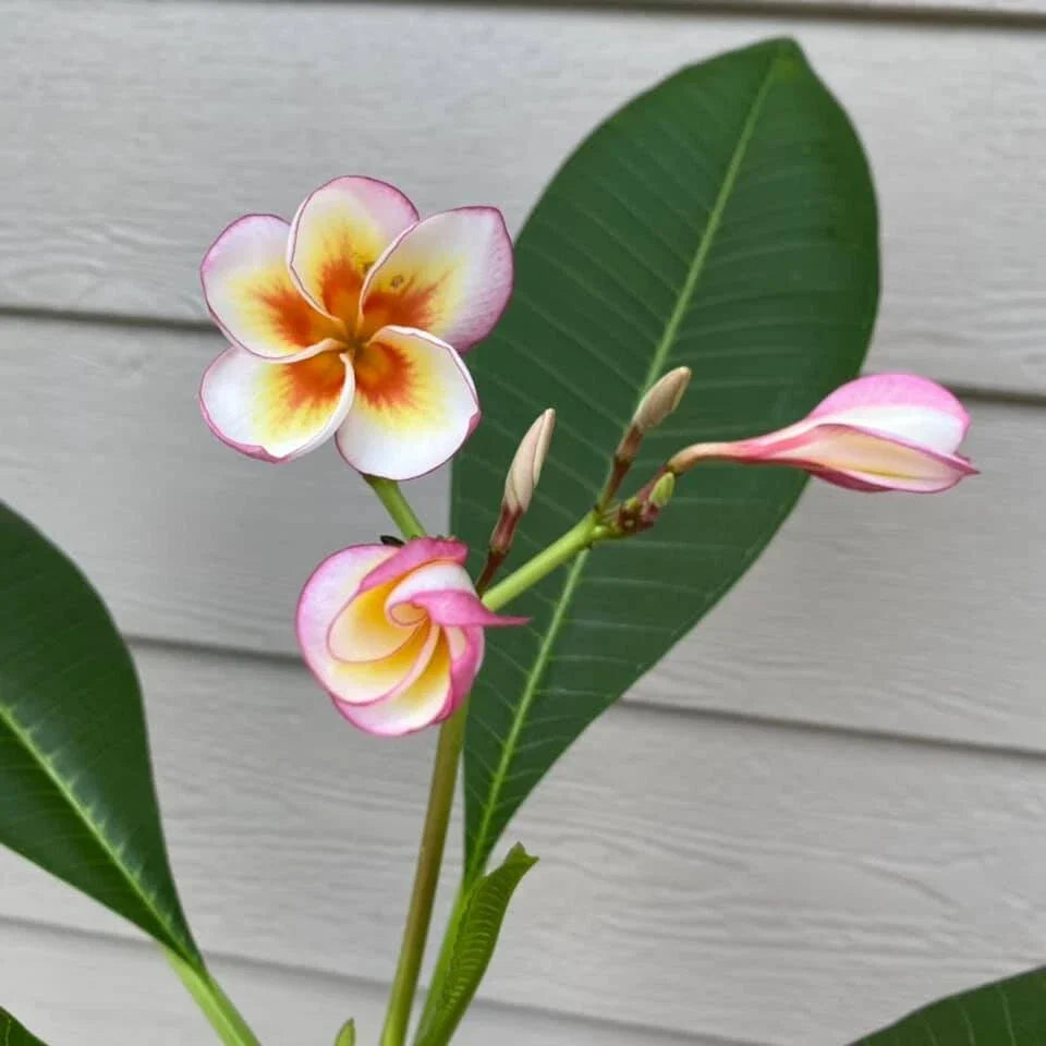 Fireblast Plumeria Cutting - Mid-Size Tropical Flowering Plant - Plumeria rubra 'Fireblast'