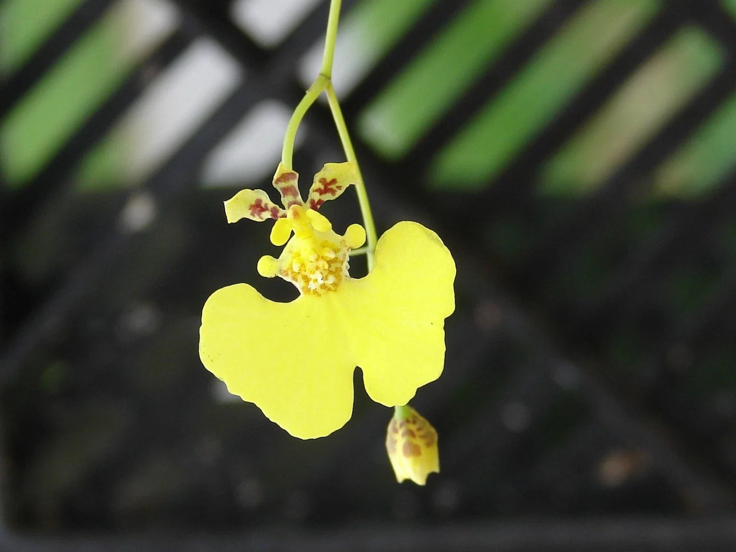 Oncidium prionochilum Orchid Bare Root Plants – 15+ Vibrant Yellow and Brown Blooms, Easy Care, Epiphytic Species