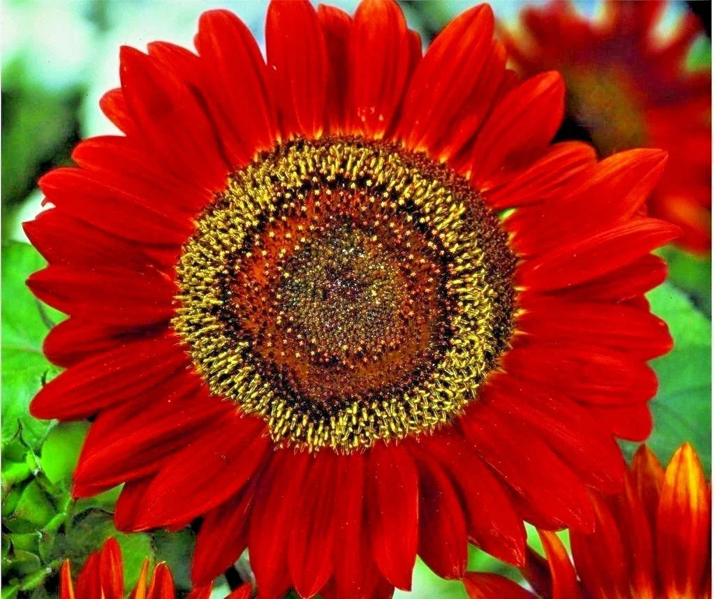 Red Sun Sunflower Seeds – Branching Cut Flowers for Summer Garden, Helianthus annuus, Native Plant, Easy to Grow