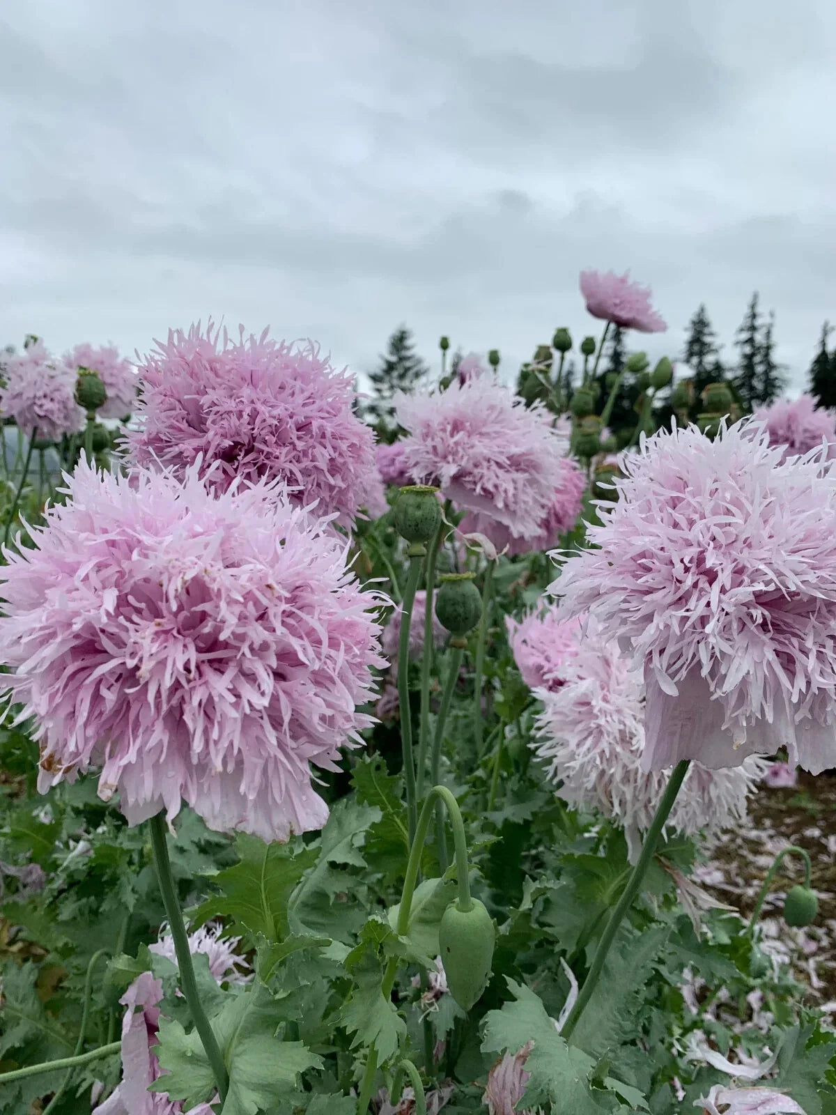 Lilac Pompon Poppy Seeds - 200+ Pack, Papaver somniferum, Annual Flower for Garden, Full Sun, Easy to Grow