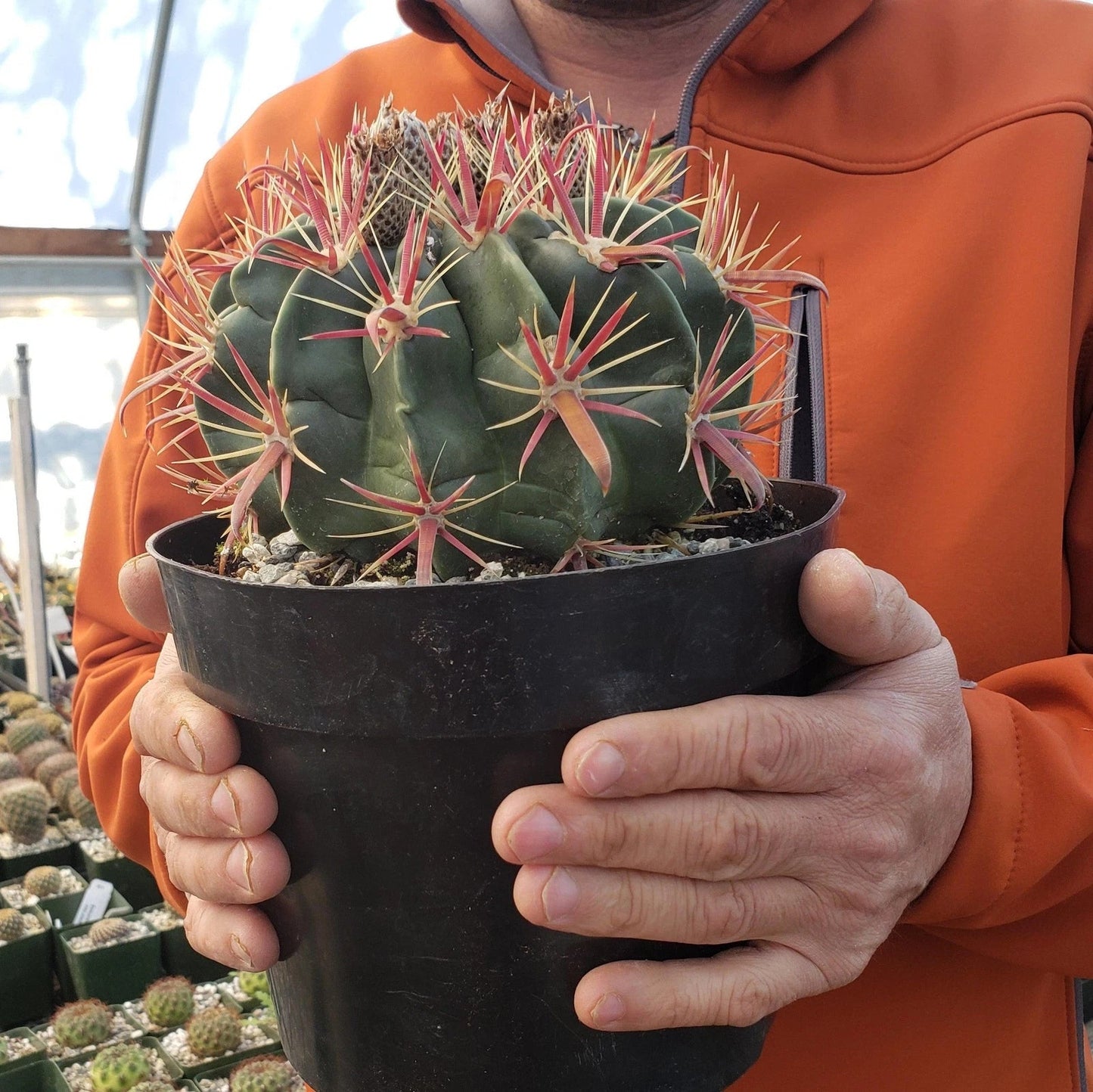 Devil's Tongue Cactus Plant - Ferocactus latispinus Live Succulent for Indoor and Outdoor Decor