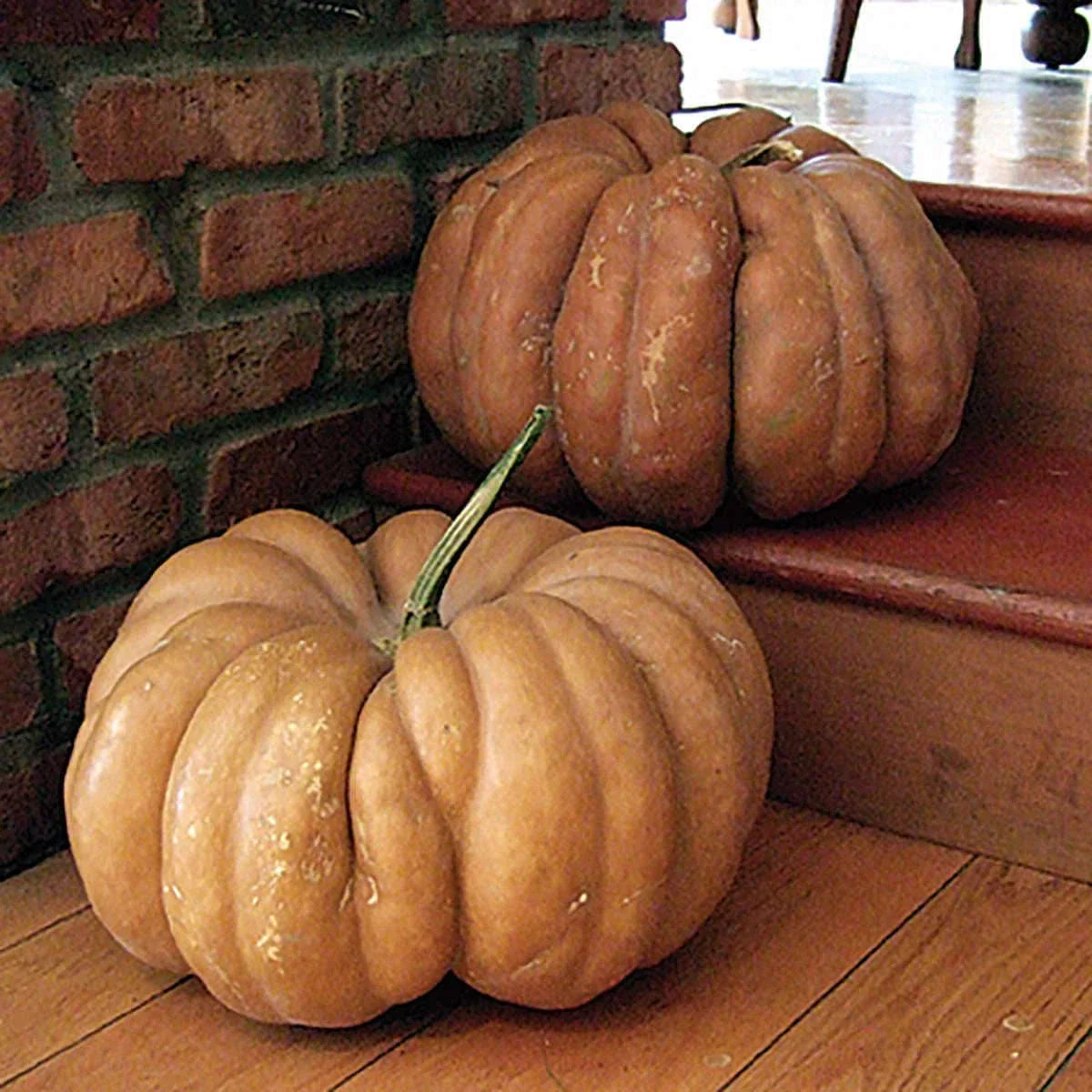 Fairytale Pumpkin Seeds - Heirloom Non-GMO Cucurbita pepo with Tracking