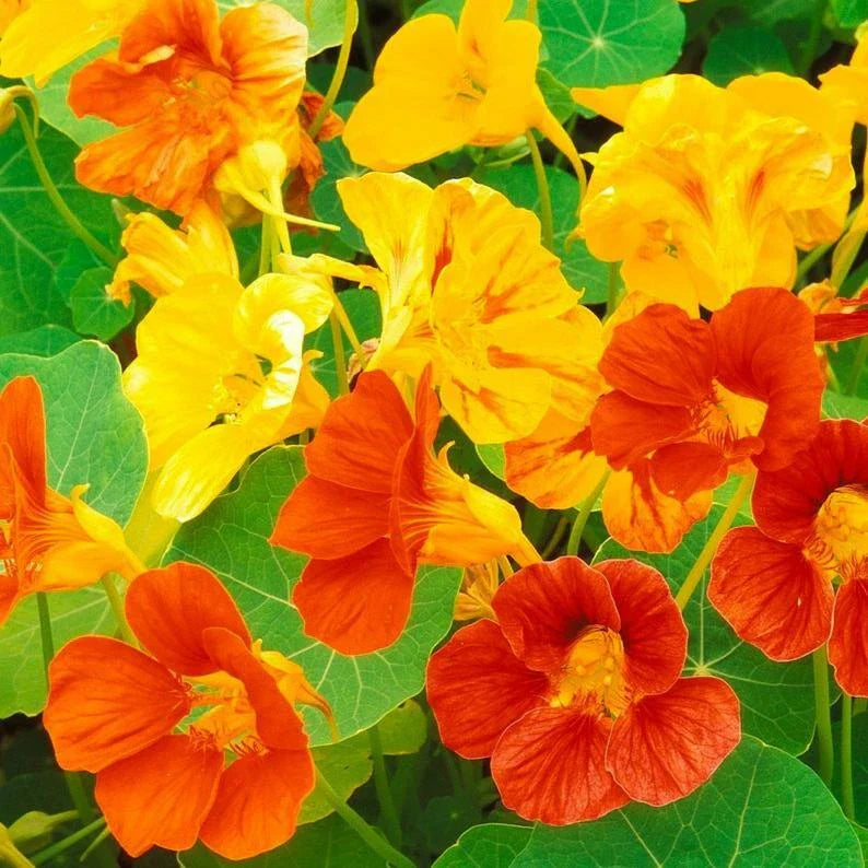 Nasturtium Dwarf Jewel Mix Seeds 30 Ct - Edible Annual Flower Seeds for Gardens & Containers