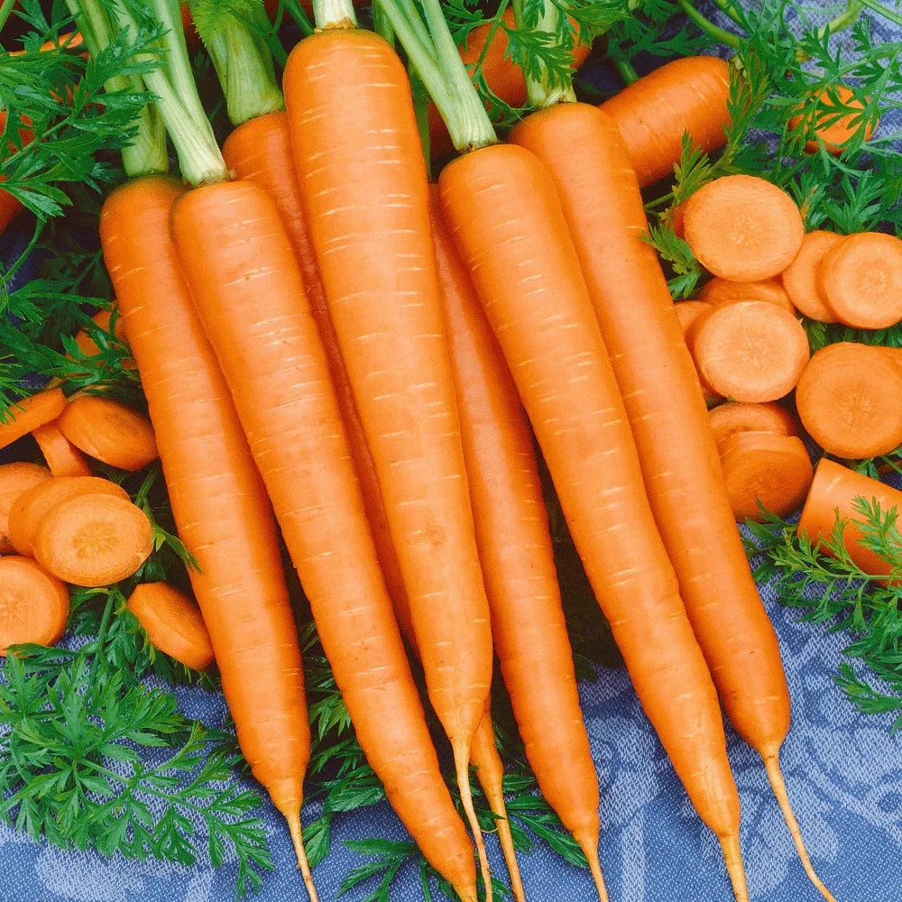 Tendersweet Carrot Seeds - Over 500 Non-GMO, Long, Sweet, Coreless Daucus carota for Home Gardens & Vegetable Patches