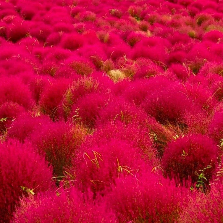 Red Globe Burning Bush Seeds – Kochia Scoparia – Summer Cypress Seeds for Garden Planting, 50 Pack