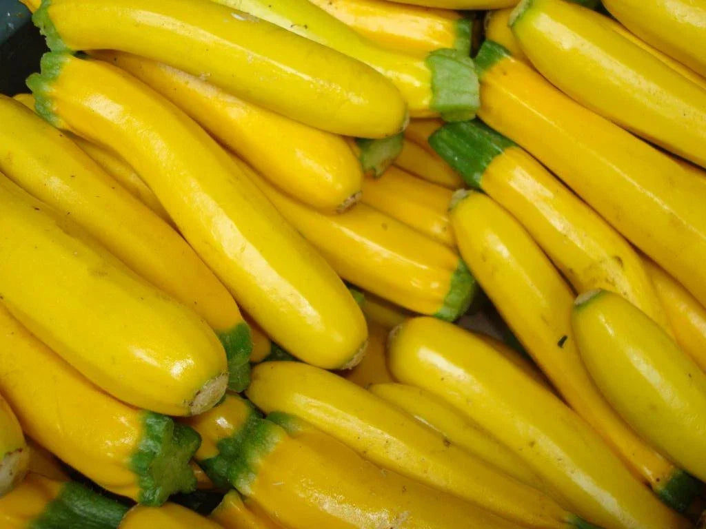 Golden Zucchini Squash Seeds 25 Ct Non-GMO | Cucurbita pepo Summer Vegetable