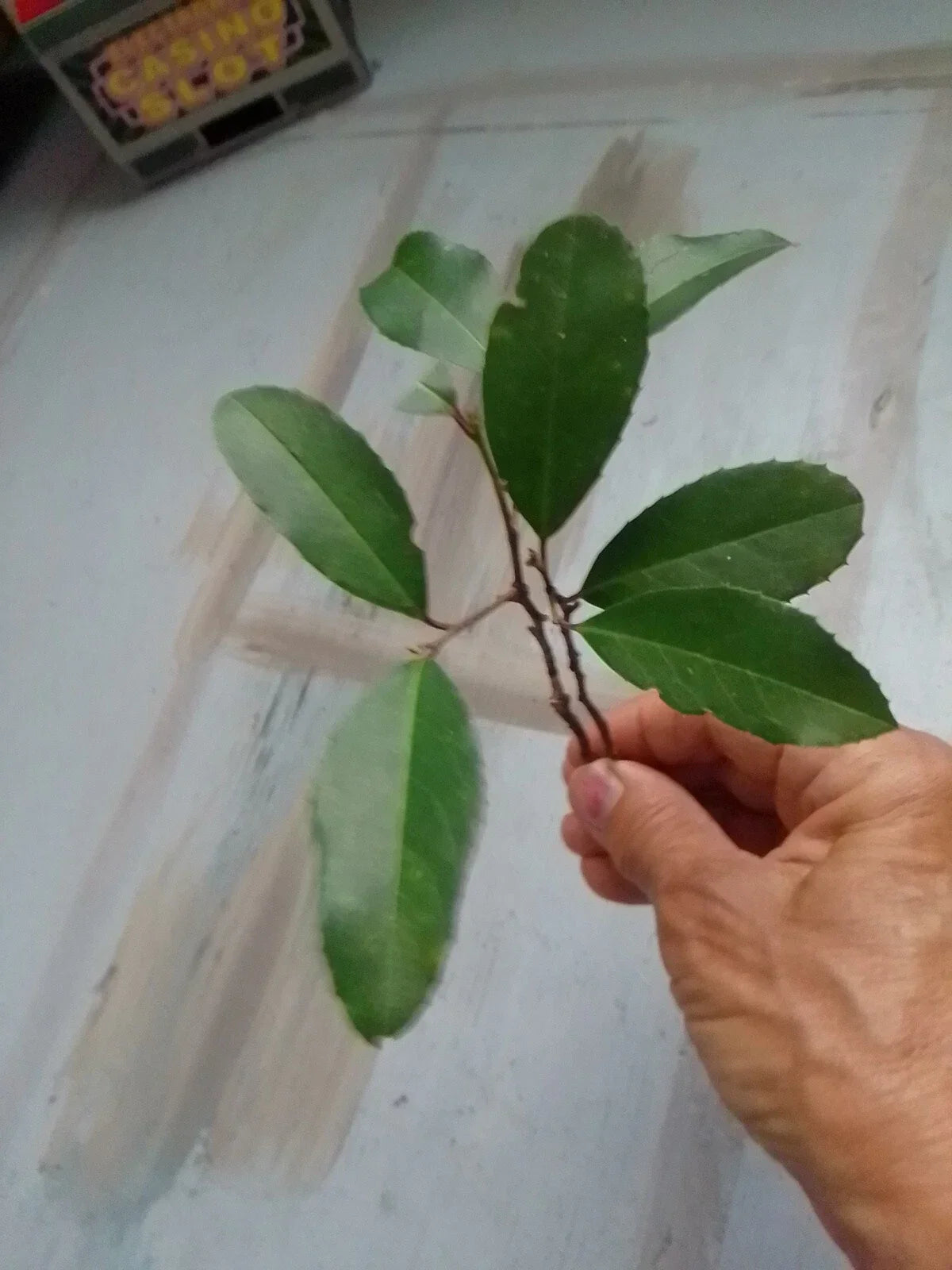 Texas Florida Live Oak Tree Plants - 4 Rooted Saplings 6-12" Evergreen Quercus virginiana