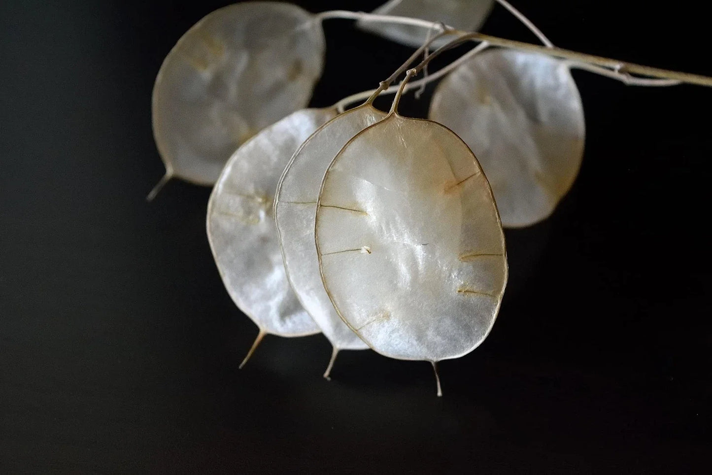White Money Plant Seeds - Lunaria Biennis - Honesty Plant Seeds for Garden, Indoor & Outdoor, Easy to Grow, Translucent Seed Pods