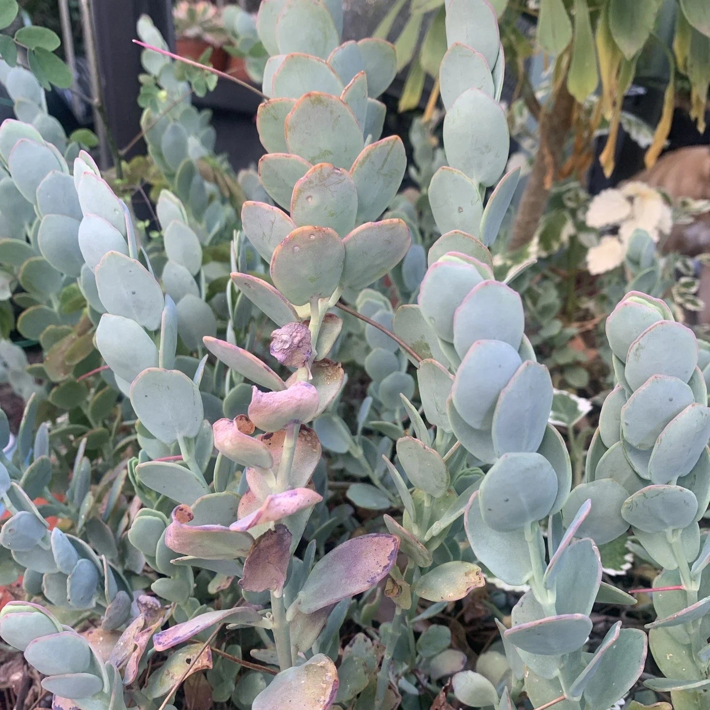Kalanchoe Marnieriana Cuttings - 3 Pack Succulent Plant Clippings for Propagation - Indoor & Outdoor Decorative Succulents