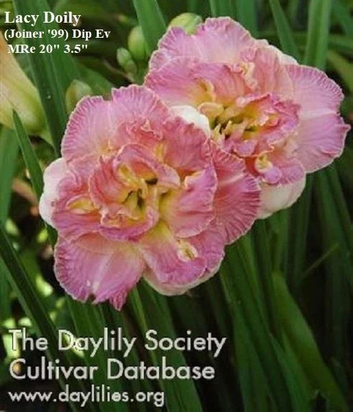 Lacy Doily Daylily Plant - Pink Double Rebloomer Hemerocallis 'Lacy Doily' Live Perennial