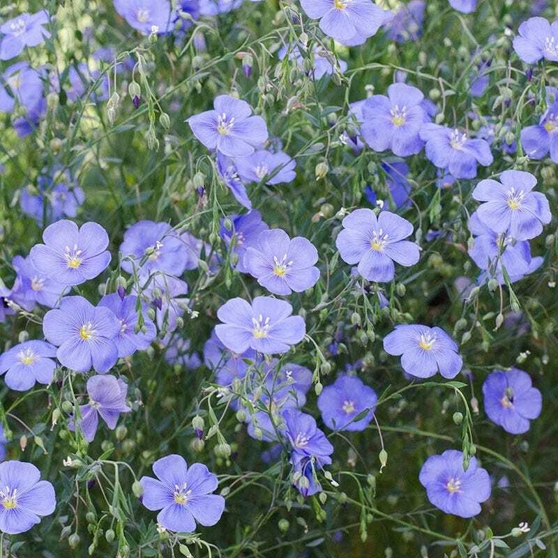 Blue Flax Seeds - 500 Non-GMO Wildflower Seeds - Linum lewisii Perennial for Gardens, Meadows, Borders