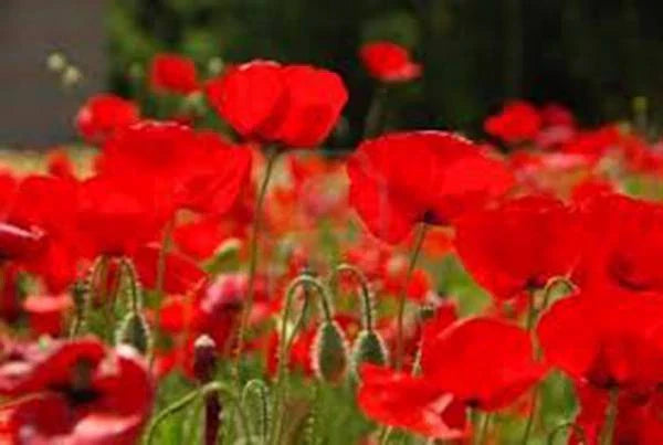 Red Poppy Seeds - 100+ Papaver rhoeas Seeds for Vibrant Red Blooms